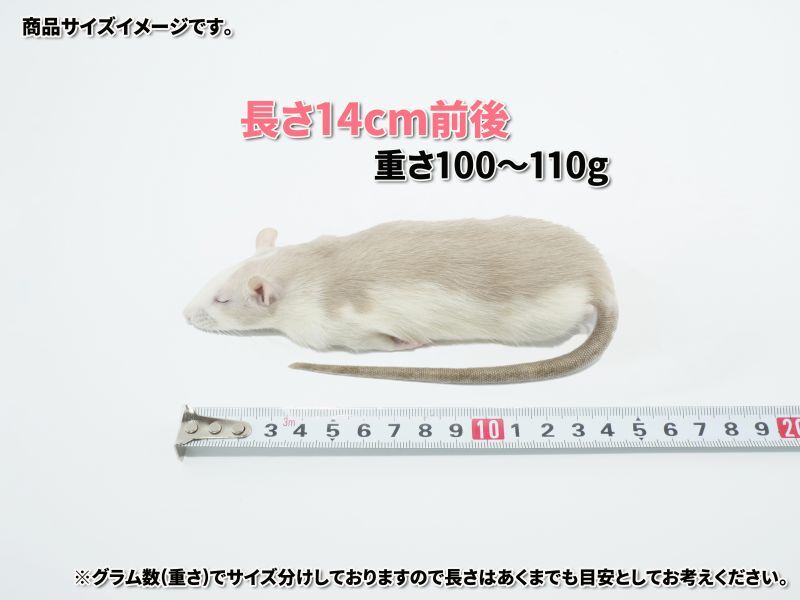 ゆゆまる産業さま専用ページ✨冷凍ヤワゲネズミ☆真空パック保存 ゆゆま