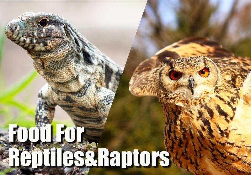 国産 冷凍ラット80~90g 5匹セット