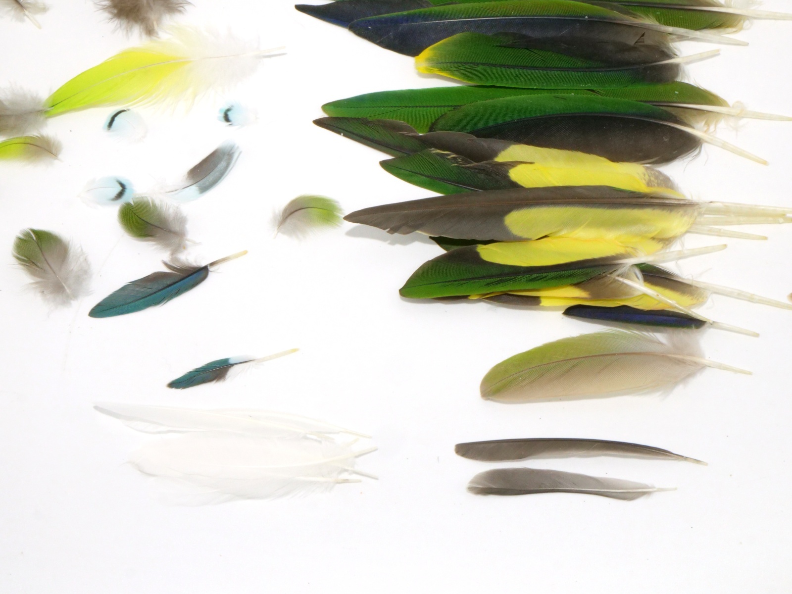 ☆小鳥の羽MIX/100本セット