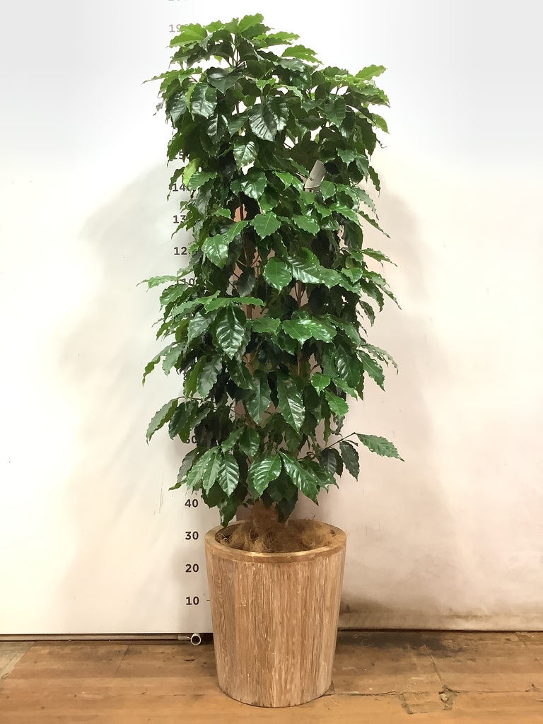 観葉植物 コーヒーの木 10号 ウッドプランター 付き | 観葉植物なら