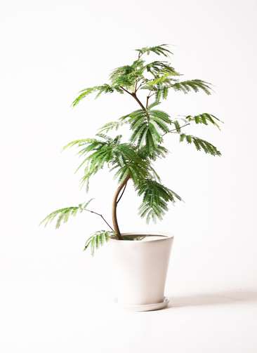 観葉植物 エバーフレッシュ 8号 曲り サブリナ 白 付き | 観葉植物なら