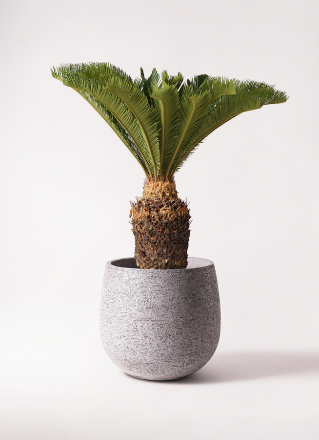 観葉植物 ソテツ 10号 プラスチック鉢 | 観葉植物ならHitoHana(ひとはな)