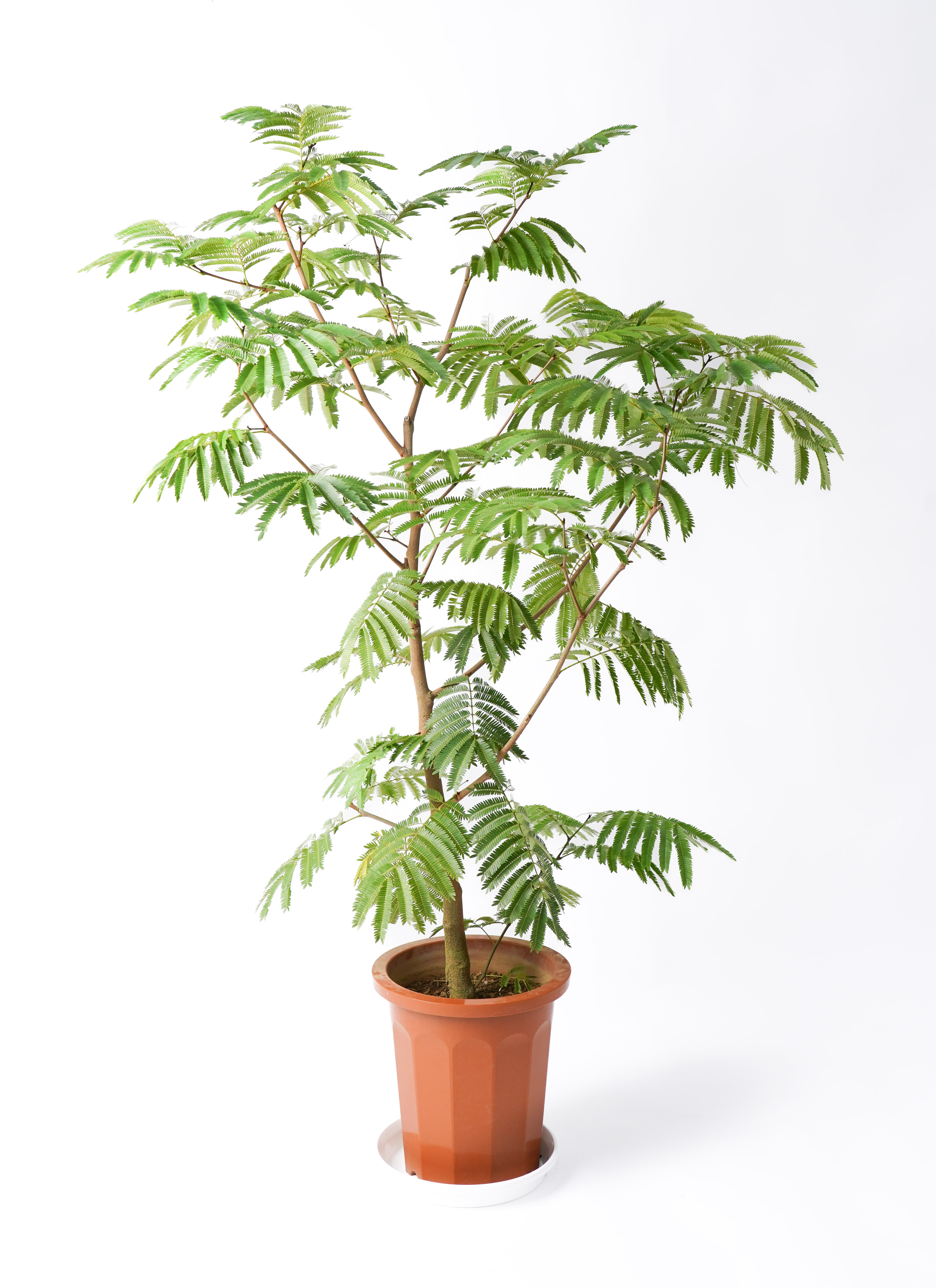 everfresh-55_0001.jpg?1733192875