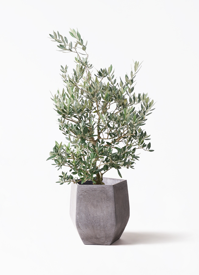 観葉植物 オリーブの木 8号 ピクアル コンカー キューブ 灰 付き