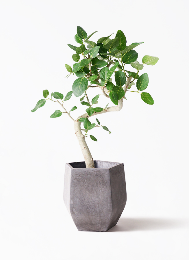 観葉植物 フィカス ベンガレンシス 8号 曲り 極太 プラスチック鉢