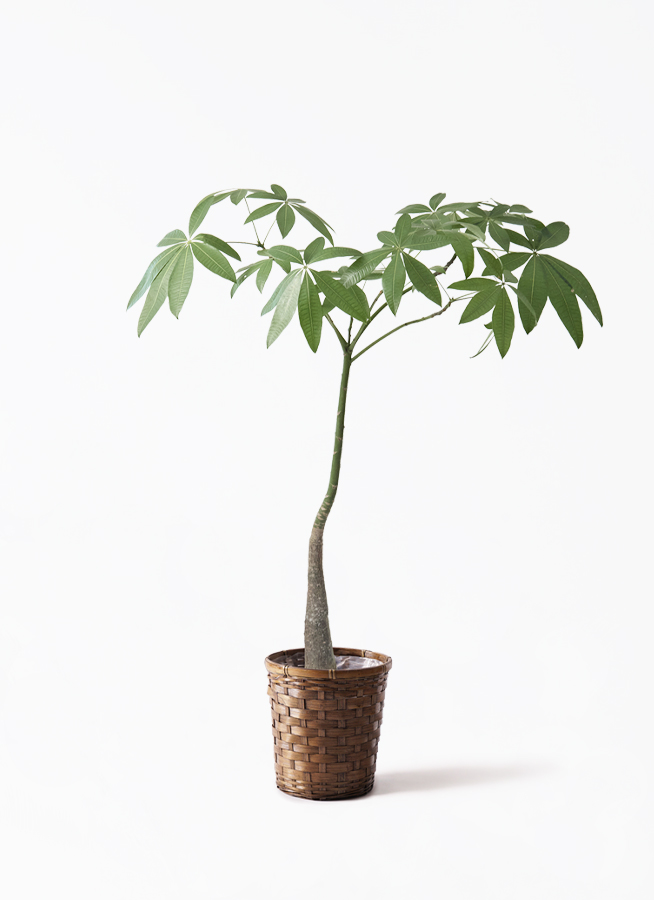 観葉植物 パキラ 7号 パラソル プラスチック鉢 | 観葉植物ならHitoHana