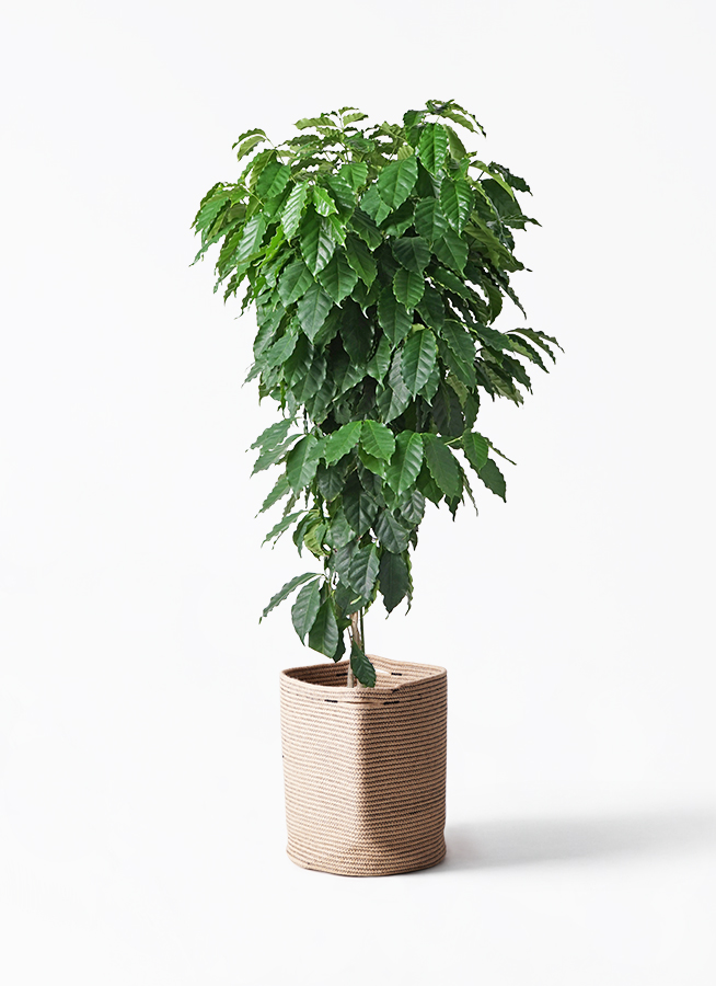 観葉植物 コーヒーの木 10号 プラスチック鉢 | 観葉植物ならHitoHana