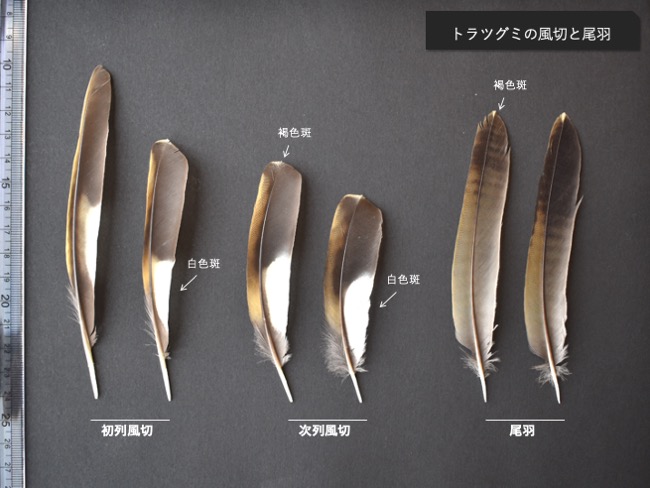 トラツグミの羽標本（初列風切、次列風切、三列風切、雨覆、尾羽、尾筒