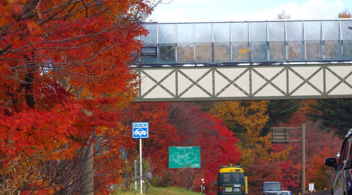 まだまだ楽しめます！道の駅草津運動茶屋公園での紅葉 2024年11月15日