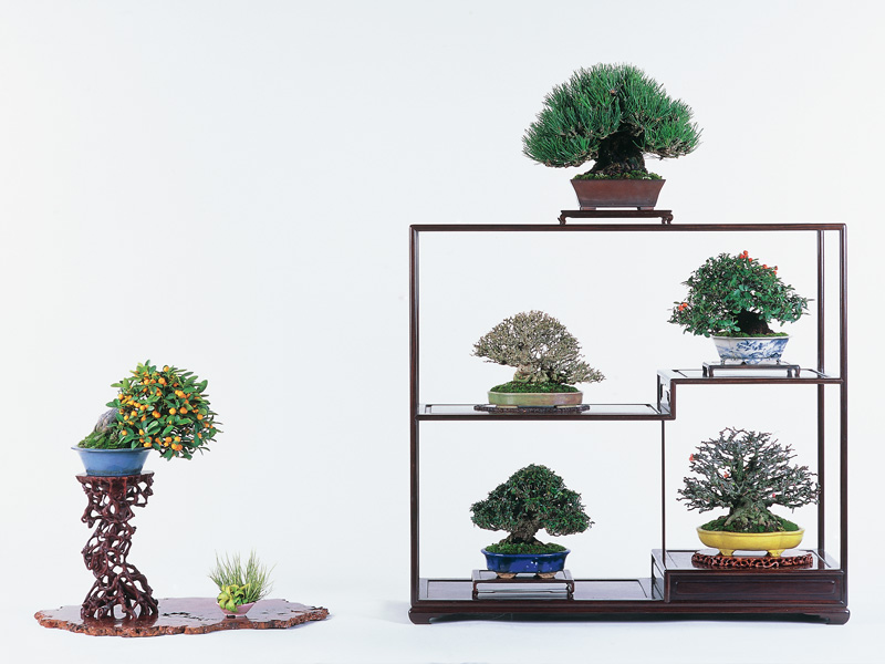 37回 雅風展 受賞作品の紹介 - 公益社団法人全日本小品盆栽協会