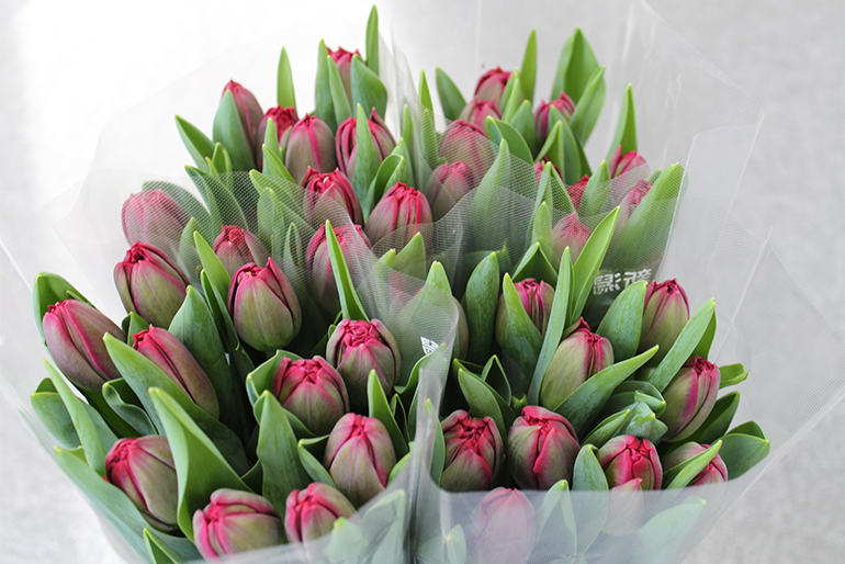 新潟直送計画】チューリップ アソート（切り花） – フラワーファームしろね