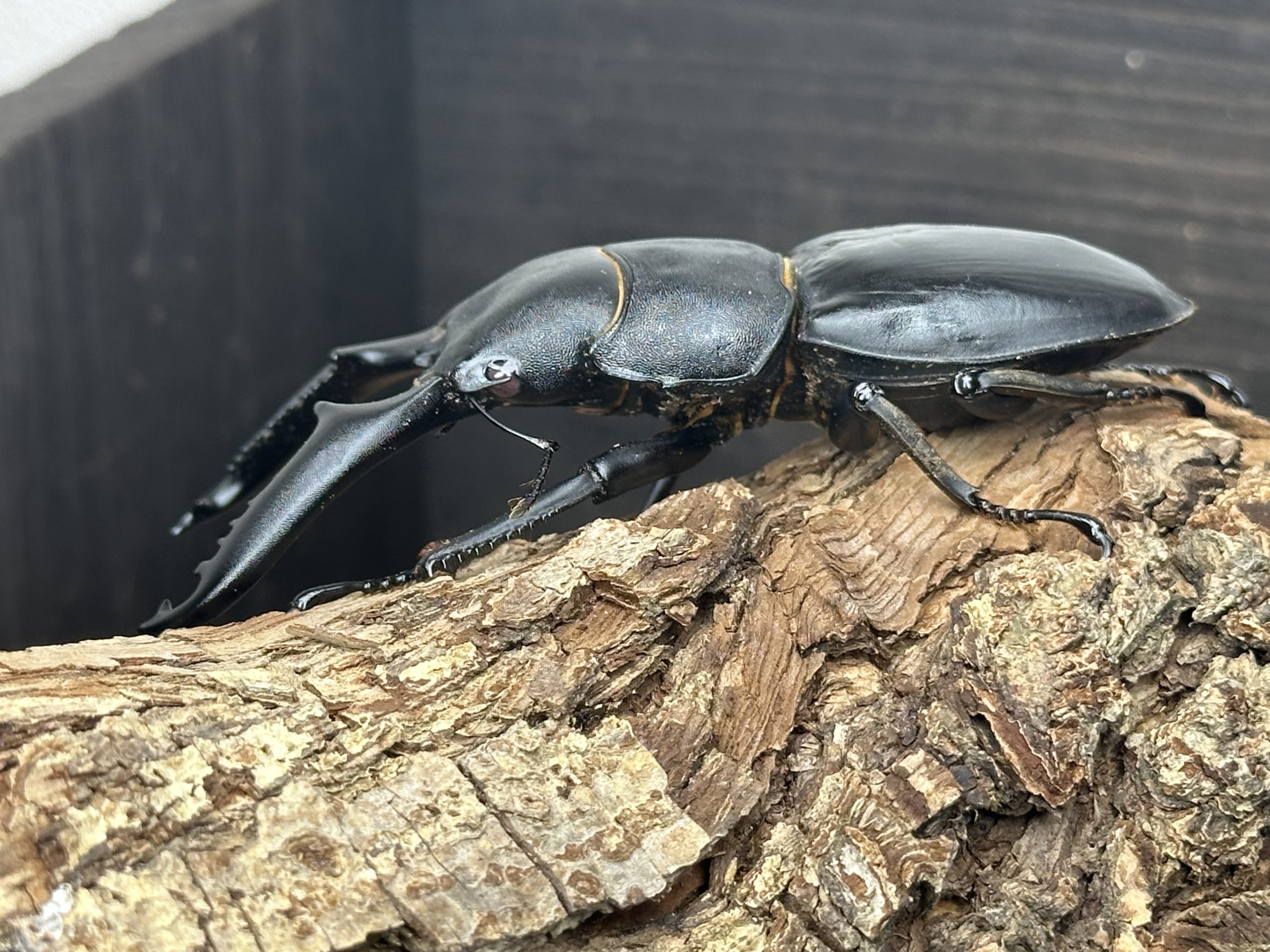 パラワンオオヒラタクワガタ ♂102.4㎜ レッドアイ 単品 | EVERNOTHING