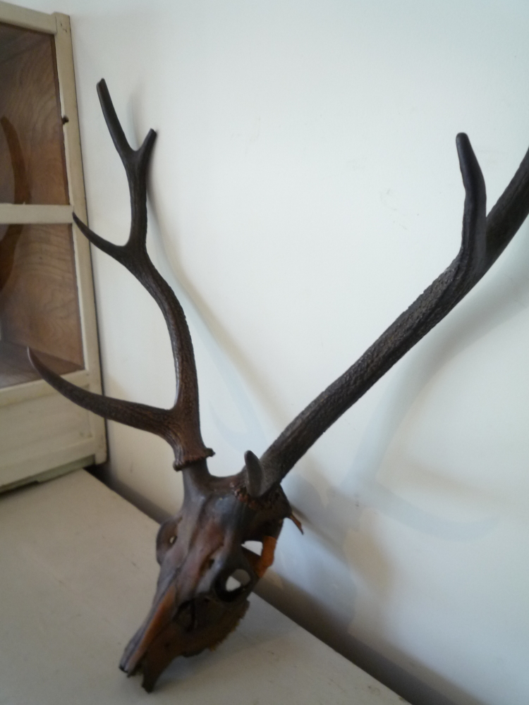 ニホンジカ スカルトロフィー 【三段角50センチ超え】 ニホンジカ