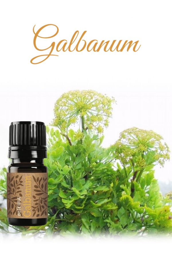 doTERRA Galbanum Essential Oil | dōTERRA – Home Essential Oils