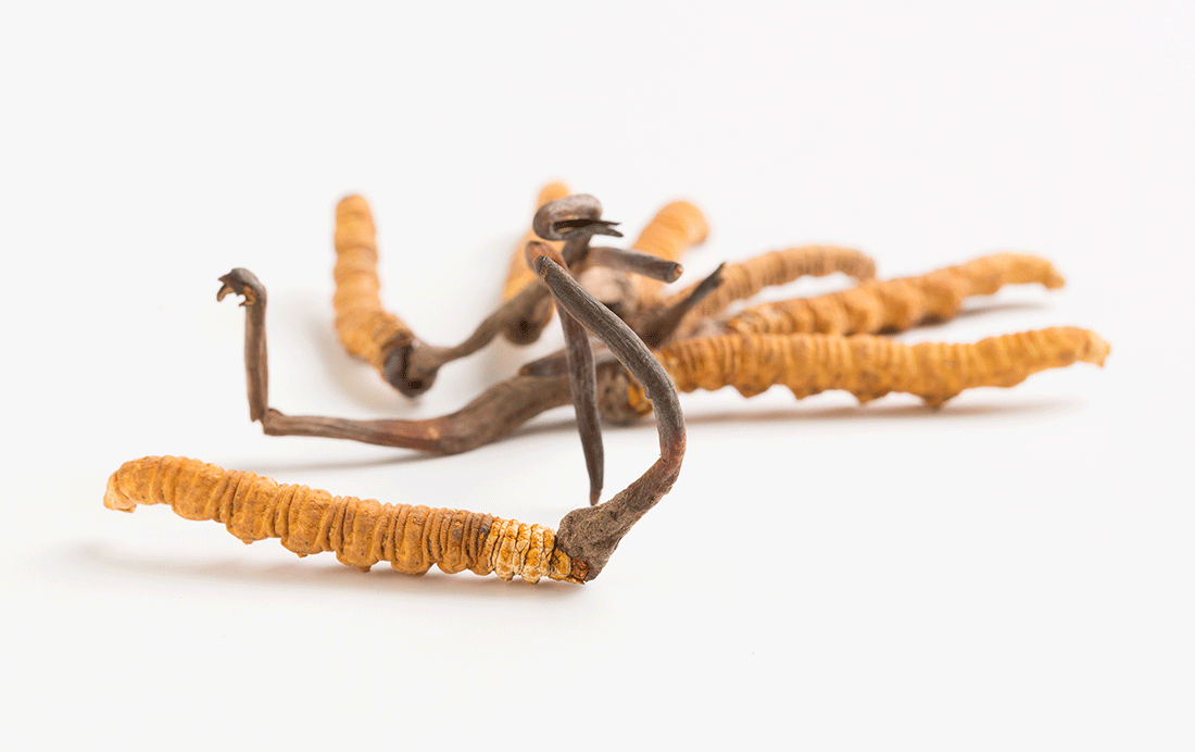 冬虫夏草（シネンシス）1g/日× 3包 - 本草閣 養生庵