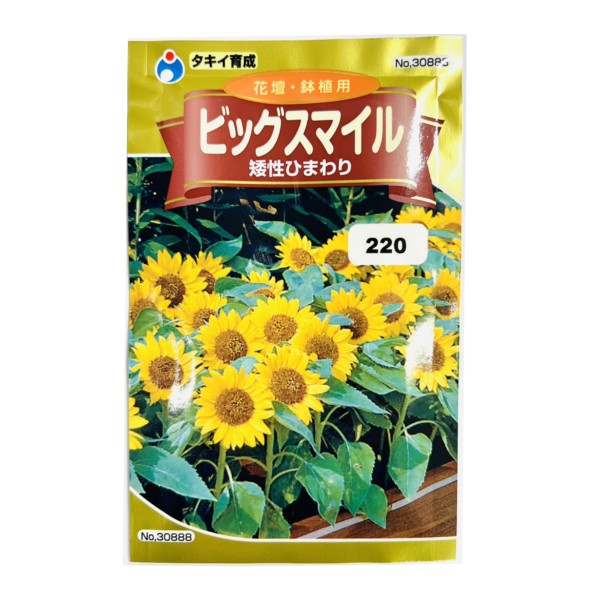 花壇・鉢植用 「ビッグスマイル（矮性ひまわり）」 種子シリーズ