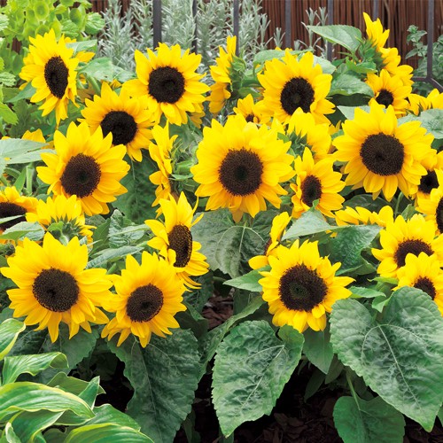 徳用 テーブルひまわり・F1スマイルラッシュ| 種・苗・ガーデニング