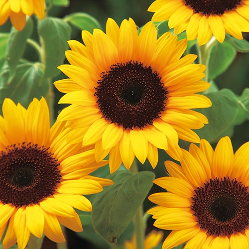 徳用 ひまわり・F1サンリッチ(R) オレンジ| 種・苗・ガーデニング用品