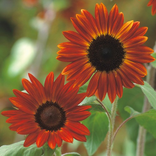 ひまわり・F1ルビー| 種・苗・ガーデニング用品の【タキイネット通販】