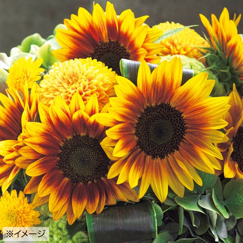 733-FHM464.jpg?202602031613