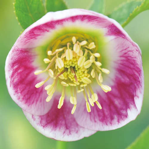 733-NCR262.jpg?202602031613