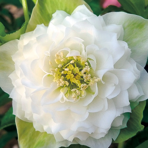 クリスマスローズ・多弁ダブルホワイト| 種・苗・ガーデニング用品の