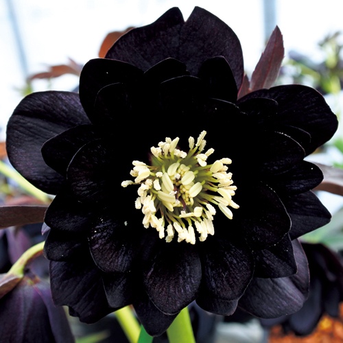 クリスマスローズ・ブラックダブル| 種・苗・ガーデニング用品の