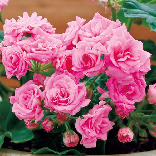 ゼラニューム・ディープミルフィールドローズ 農水省登録品種（品種名