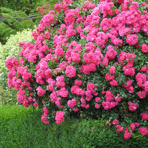 バラ・フラワーカーペット(R)ローズ ピンク| 種・苗・ガーデニング用品