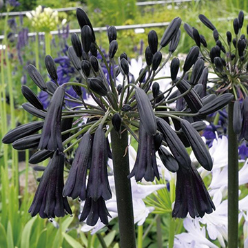 733-NAP083.jpg?202602031613