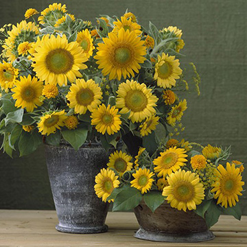 ひまわり・F1サンリッチ(R) フレッシュミックス| 種・苗・ガーデニング