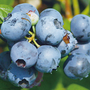 739-NBR046-1130560.jpg?