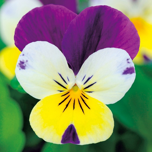 ビオラ・F1ソルベXP レモンジャンプアップ| 種・苗・ガーデニング用品