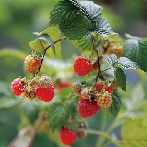 とげなしラズベリー グレンアンブル| 種・苗・ガーデニング用品の