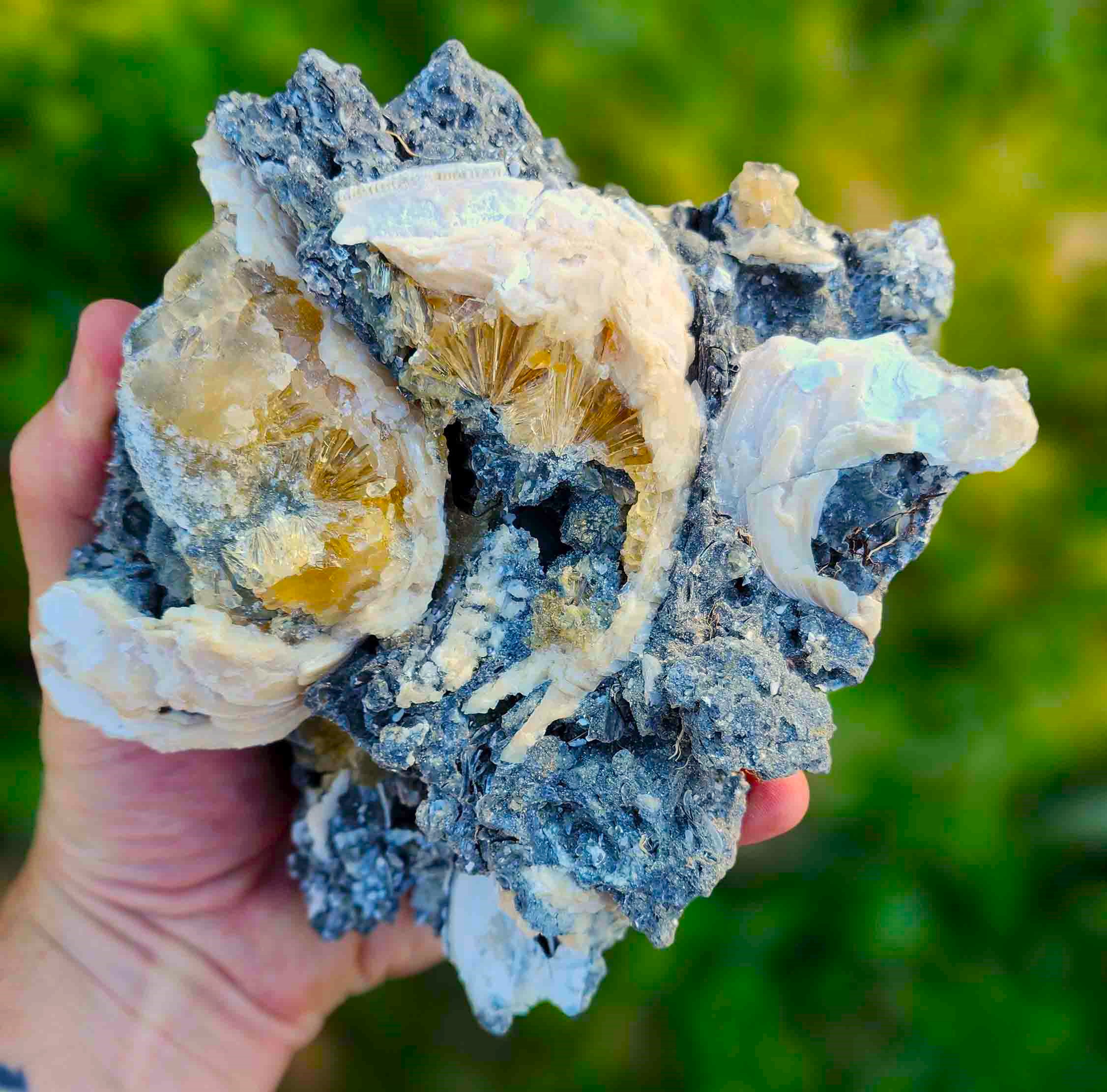 Crystalized Clam (OK5) – Pacific GeoLab