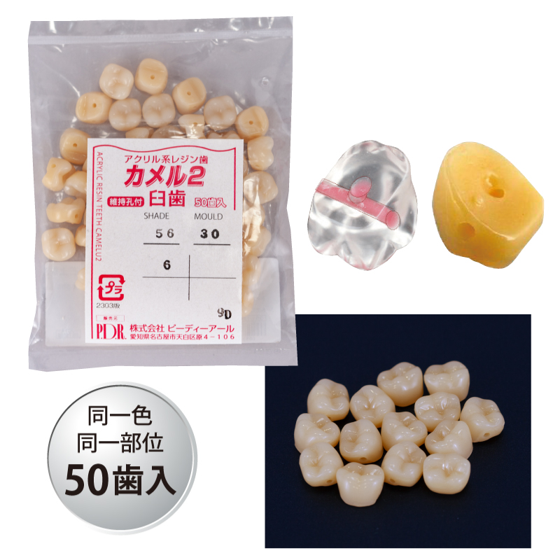 カメルレジン2 臼歯（アクリルレジン歯）バラ 維持孔付【保険適用