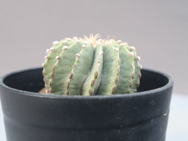 多肉植物・サボテン販売～PICO庵～ / ゲオヒントニア属 メキシカーナ