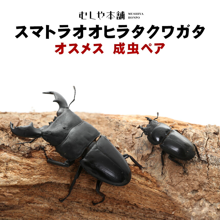 楽天市場】むしや本舗 スマトラオオヒラタクワガタ 成虫 オス単品