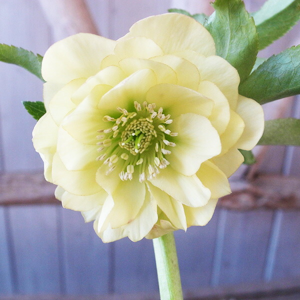 楽天市場】クリスマスローズ ダブル 開花株 多弁ピンクグラデーション