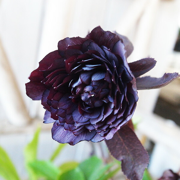 楽天市場】クリスマスローズ ダブル 開花株 小輪グリーンピコ 4.5号