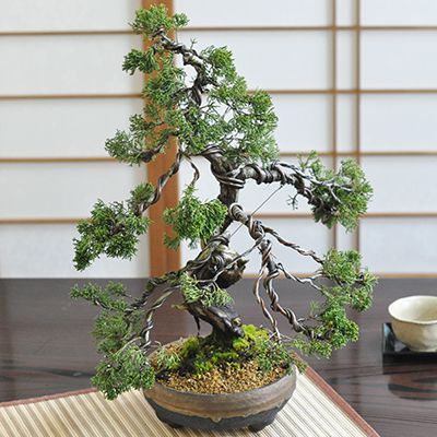 楽天市場】盆栽 真柏 威風堂々 樹齢20年 松柏盆栽 大品盆栽 鉢植え