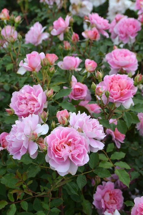 楽天市場】【冬季大苗】バラ苗 ルクソール 国産苗 6号鉢植え品［農林