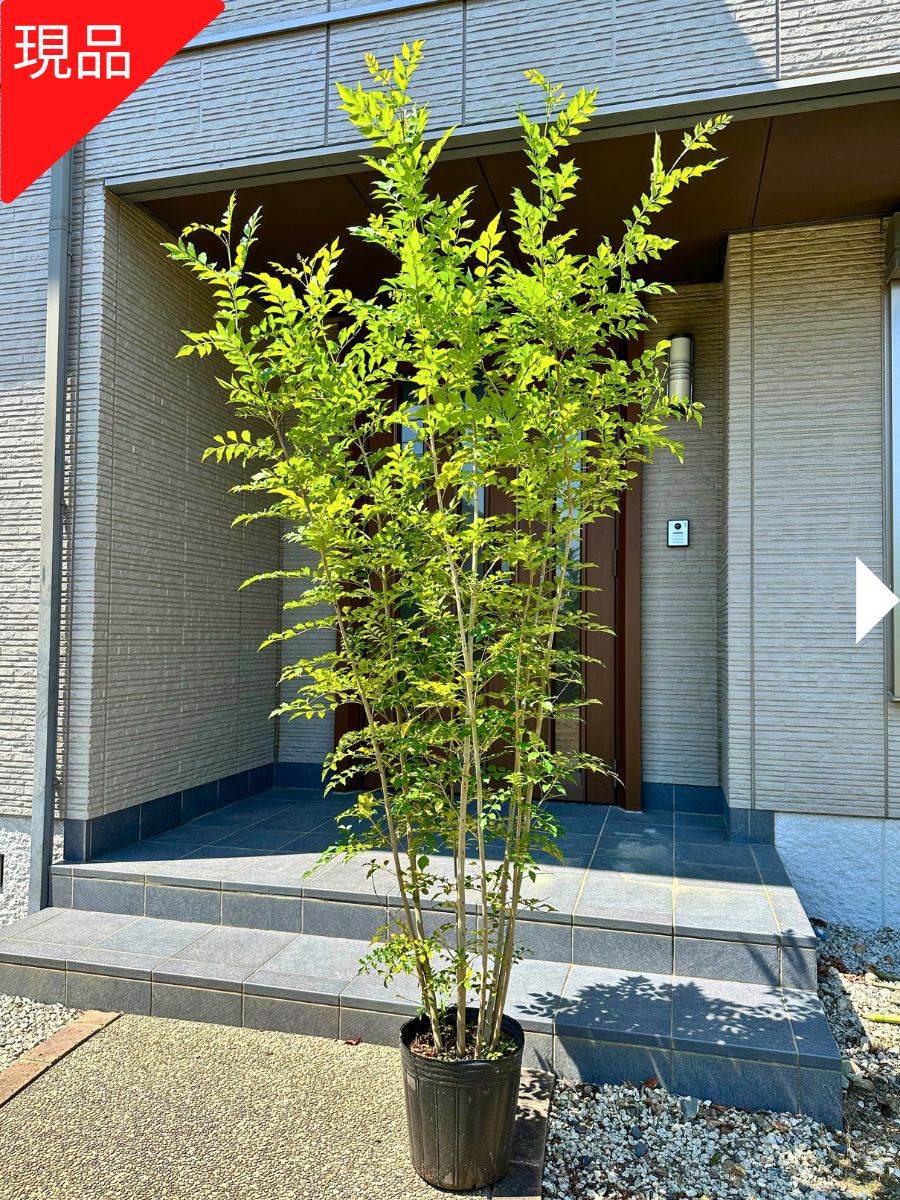 楽天市場】ハイノキ 株立樹高1.8m前後(根鉢含まず)シンボルツリー 庭木