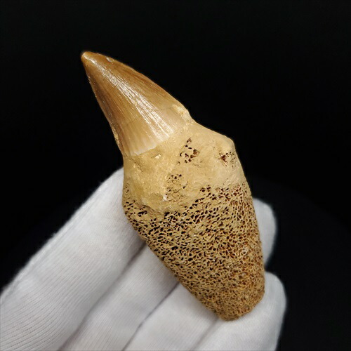 楽天市場】【送料無料】【モササウルス/化石/歯/恐竜】 歯根付き