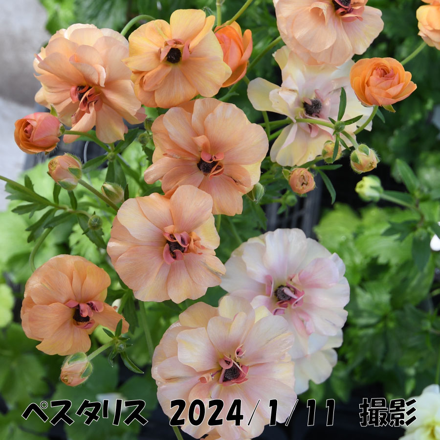 ラナンキュラス ラックス 5号鉢 アウラ エリス ティーバ ジュピター