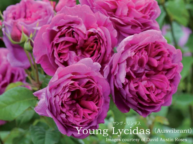 楽天市場】バラ苗 イングリッシュローズ大苗 メアリー・ディレイニー