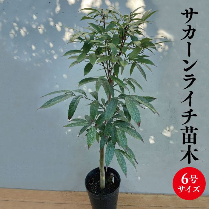 楽天市場】【ZILLマンゴー苗木1本 3〜4年生 6号ポット苗】鹿児島県