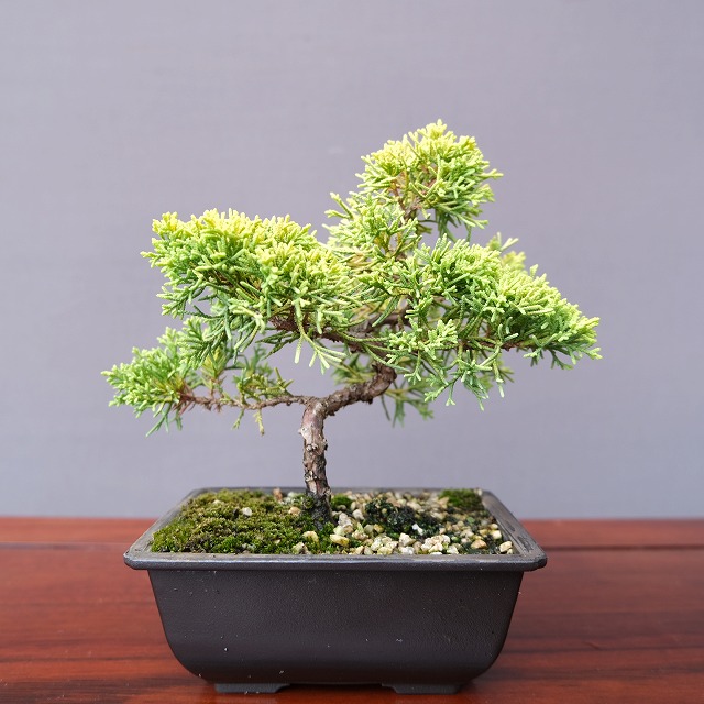 楽天市場】(株)一樹園 糸魚川真柏 貴風盆栽 樹齢18年 : 一樹園