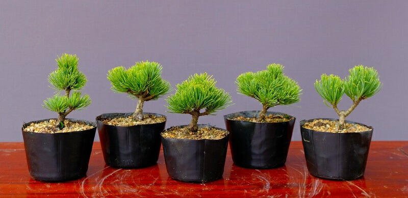 楽天市場】（株）一樹園 糸魚川真柏5本セット 小品盆栽／樹齢8年 : 一樹園