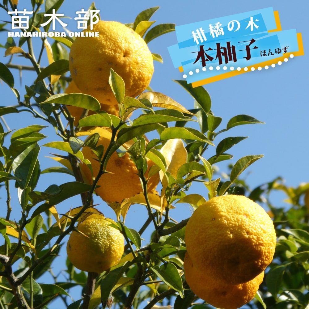 楽天市場】柚子 苗木 【本柚子 （木頭ゆず）】 2年生接木苗 : 苗木部
